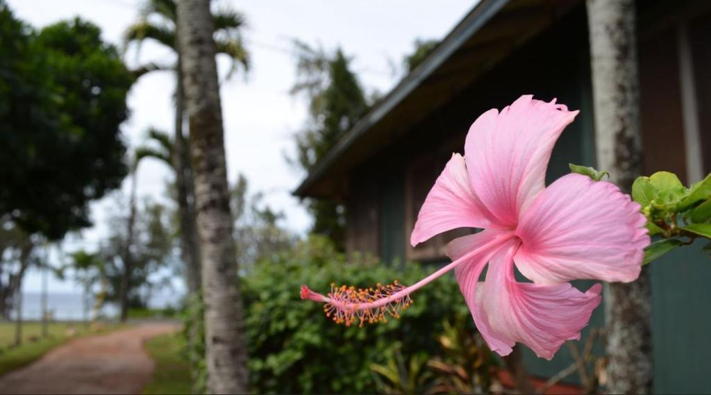 Backpackers Vacation Inn And Plantation Village Pupukea Exterior photo